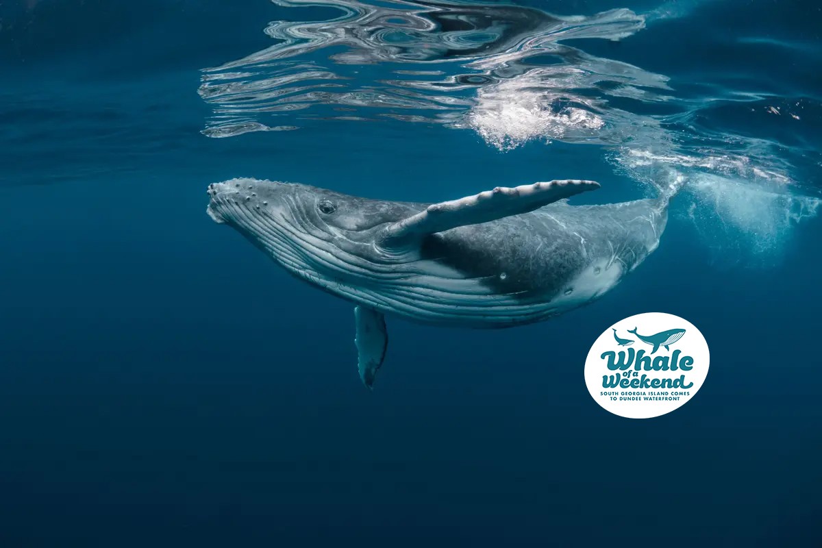 A humpback whale swims underwater with a "Whale Weekend" logo in the corner, featuring a whale silhouette and text.