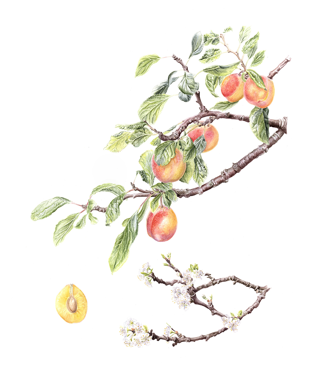 Botanical illustration of a Gordon Castle Plum tree branch with ripe fruits and green leaves, alongside a flowering branch.