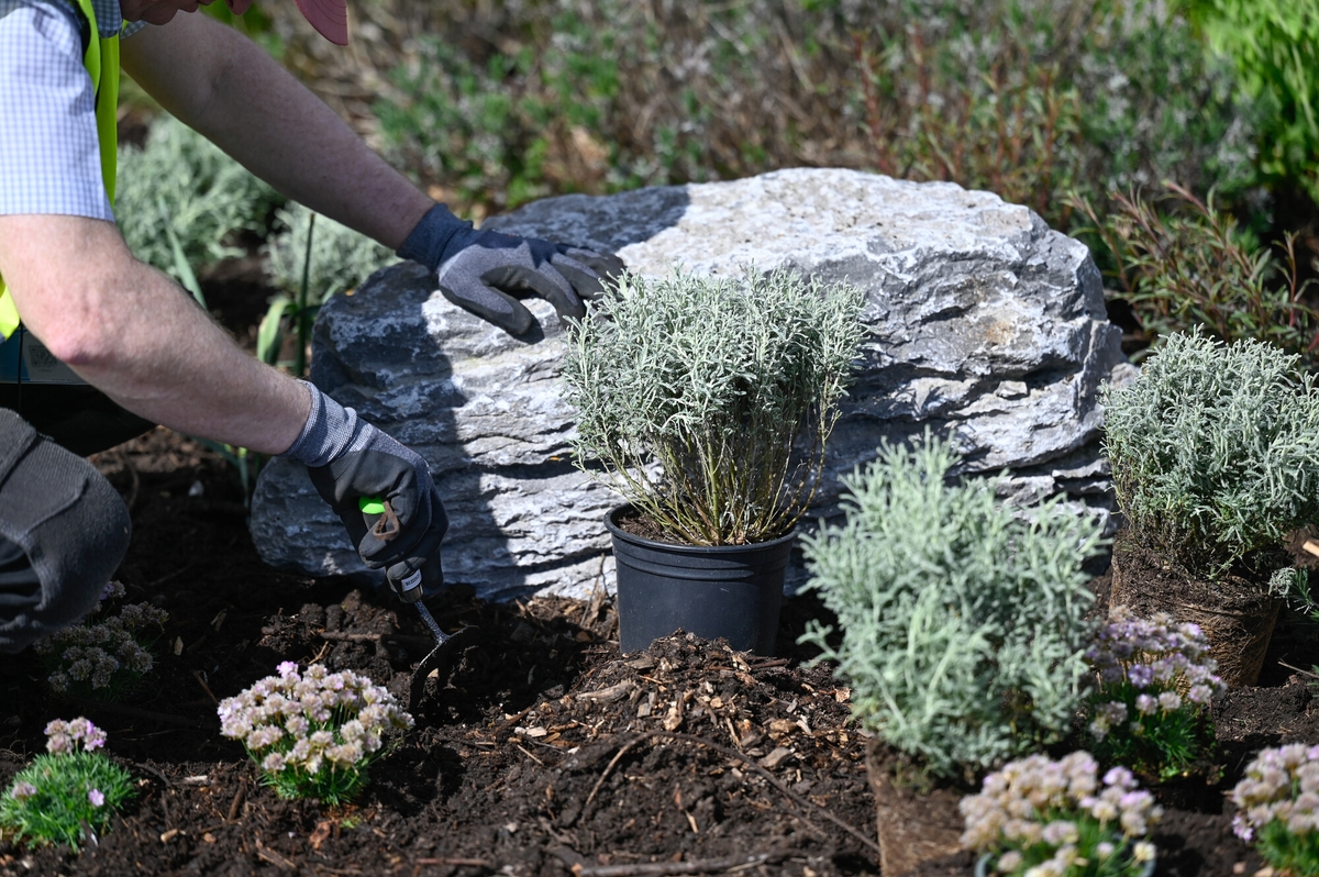 A person wearing gloves plants shrubs in a garden bed, with a large rock and potted plant nearby.