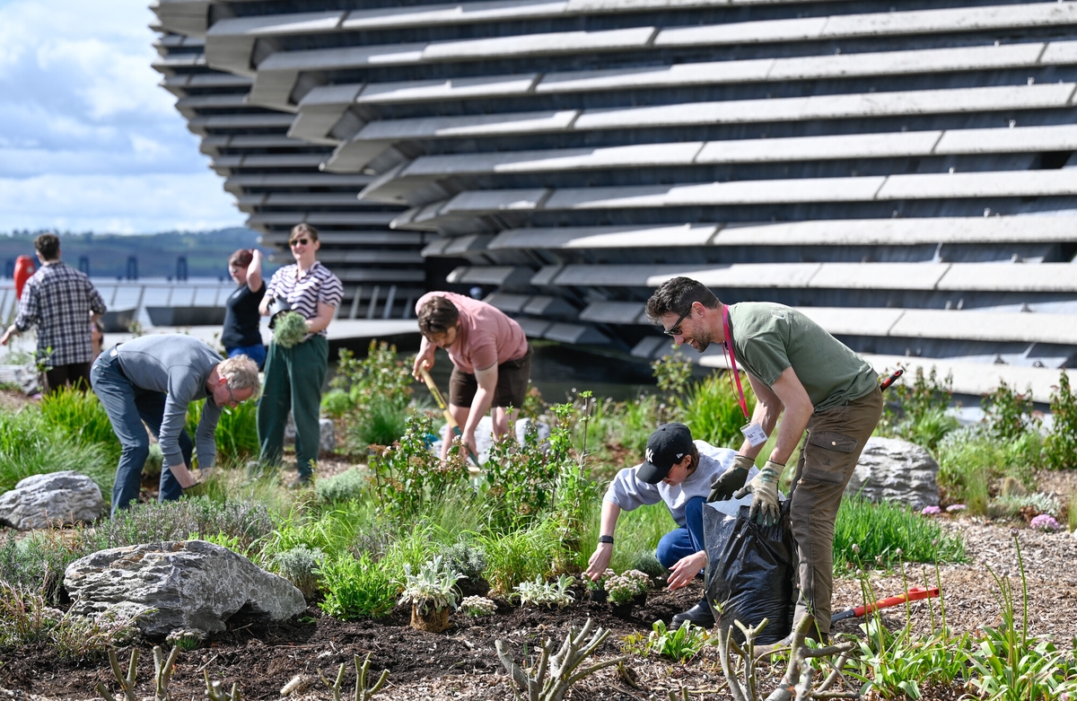 A group of people gardening on the plaza at V&A Dundee. They are planting and tending to green plants on a sunny day.