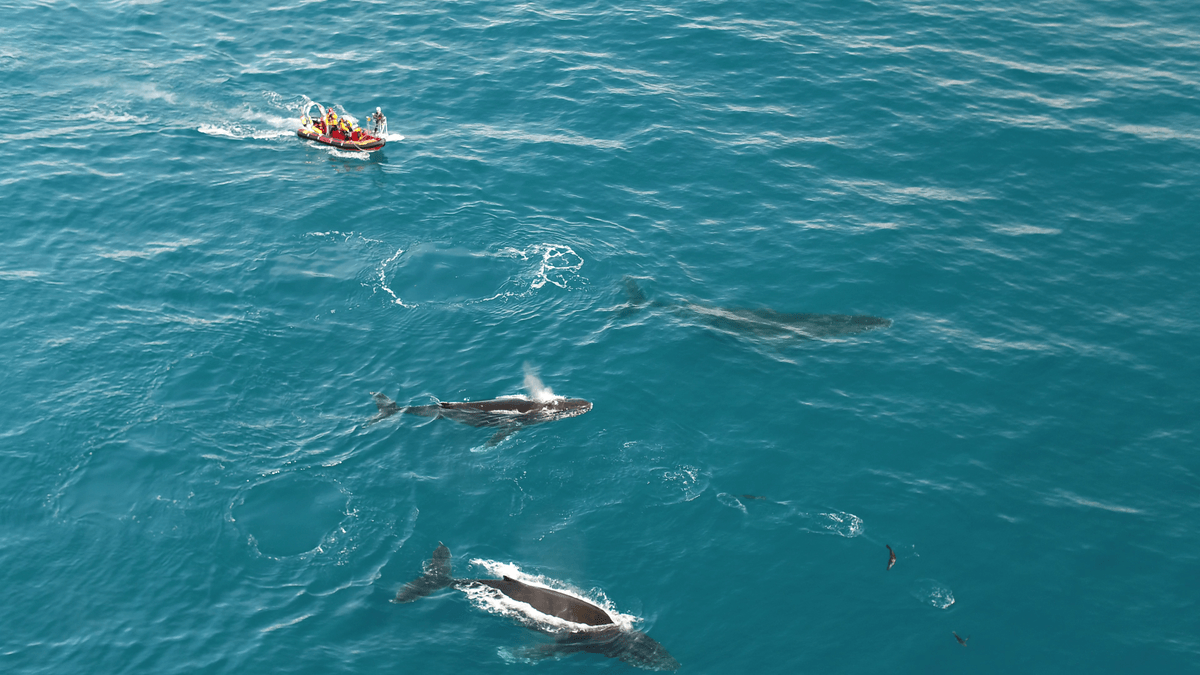 Whale Watching