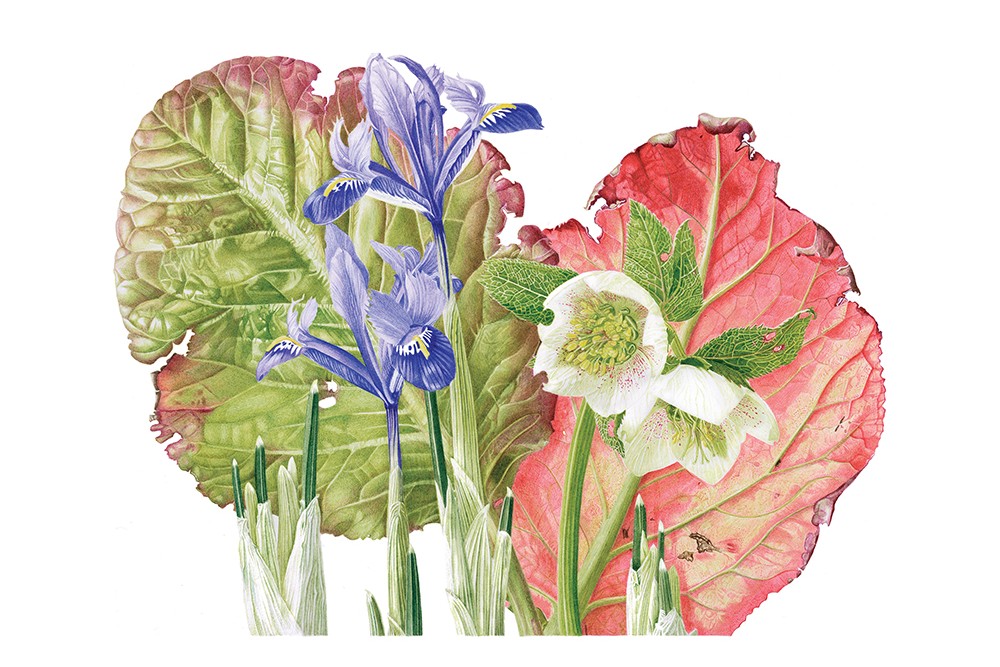 Berginia Hellebore and Iris Gathering by Marianne Hazlewood